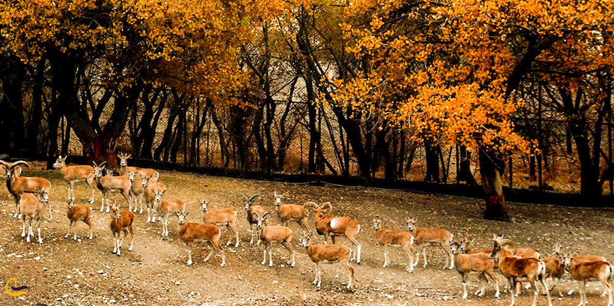 پوشش جانوری تهران