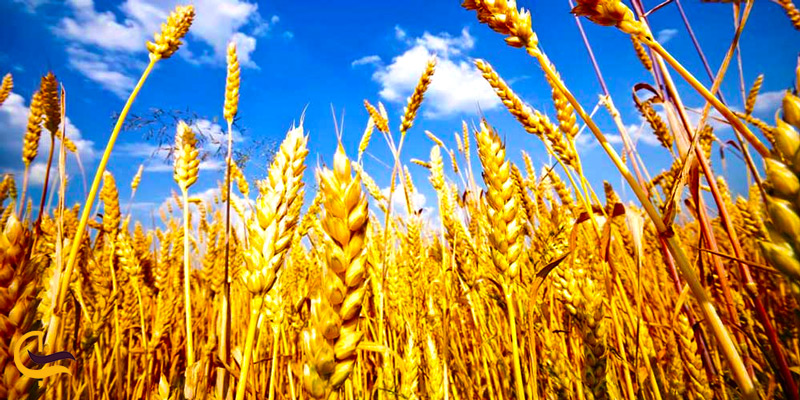 گندم | تاریخچه خوراکی های ایرانی
