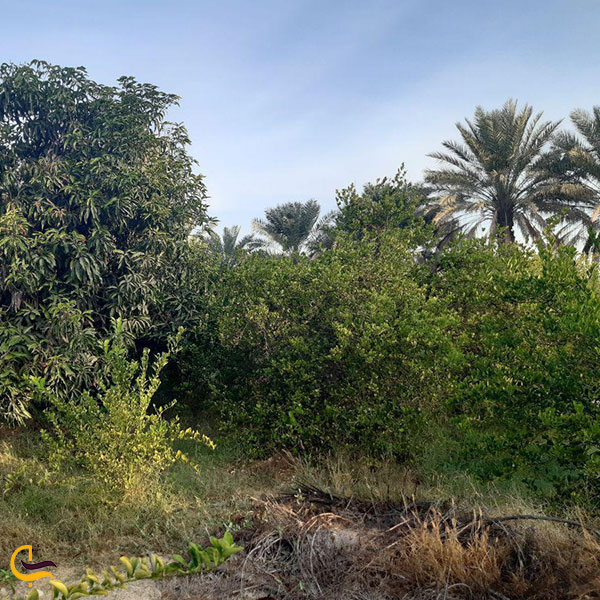 عکس پوشش گیاهی در بندر عباس