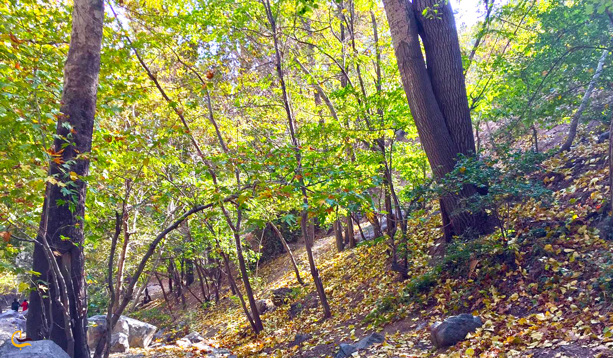 کوهنوردی، پارک جمشیدیه