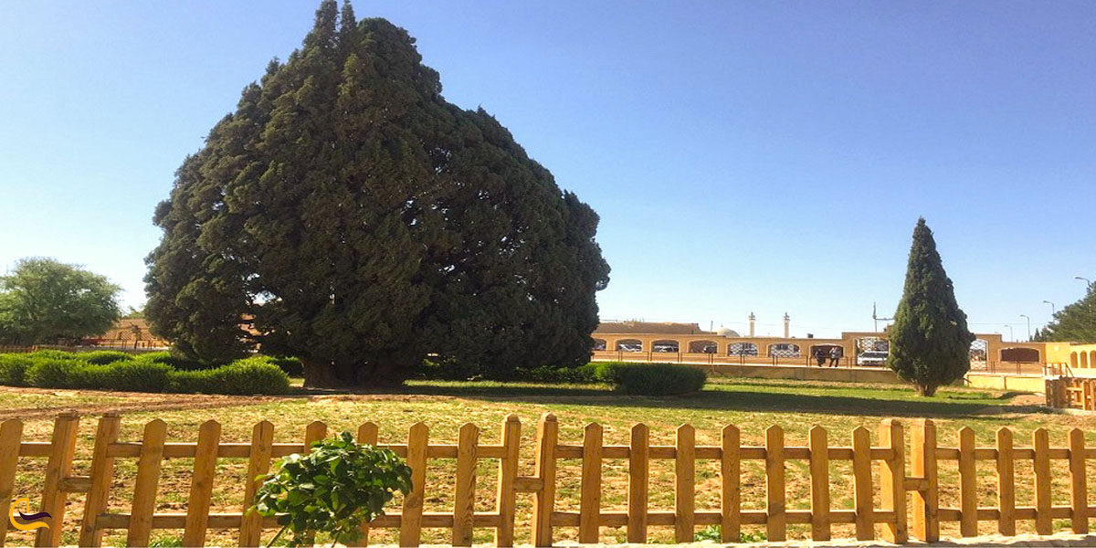 نمایی زیبا از قدیمی ترین درخت ایران