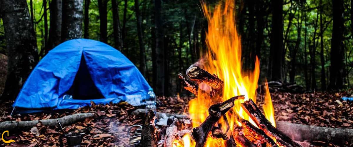 اقامت در جنگل راش