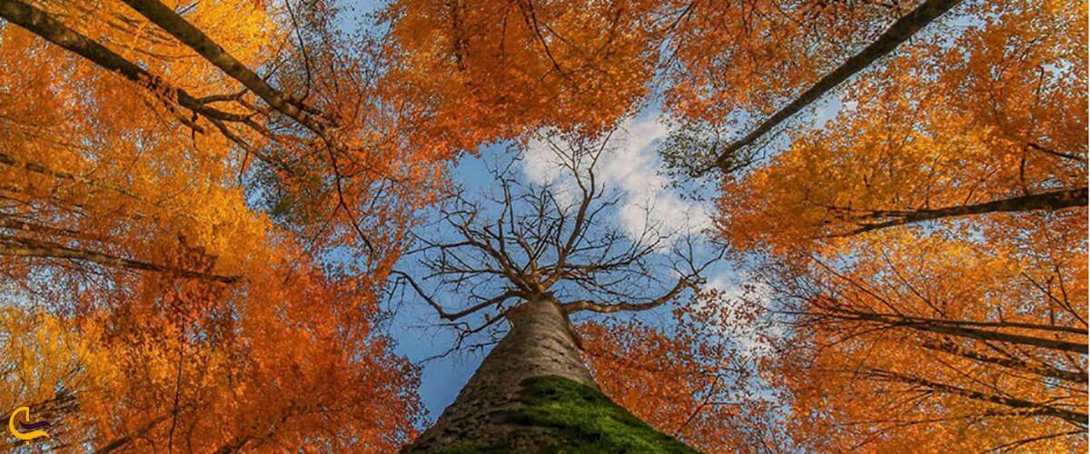 جنگل راش در پاییز