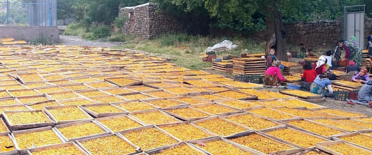 خشکبار معروف روستای پیربالا در مرند