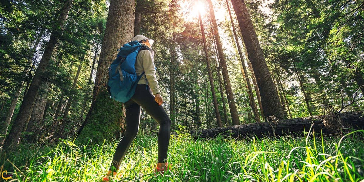 جنگل راش در تابستان