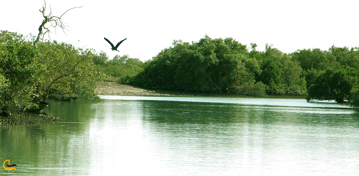 پرندگان جنگل حرا