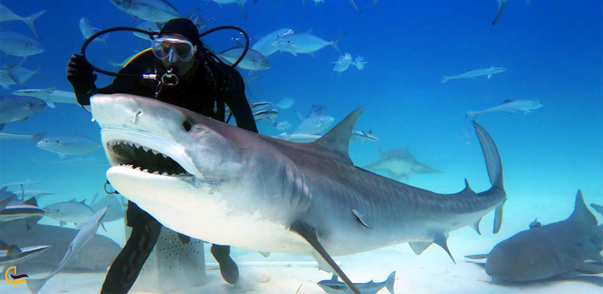 کوسه های آکواریوم دبی مال