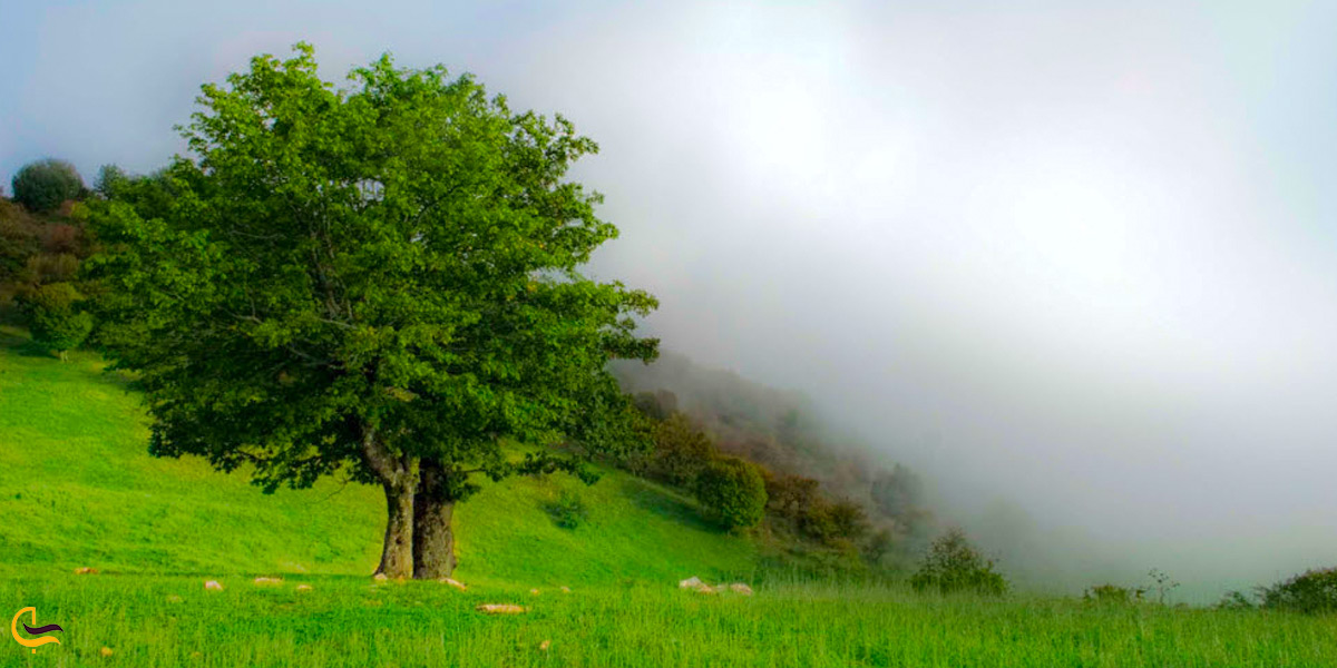 جنگل زیبای ابر در استان سمنان