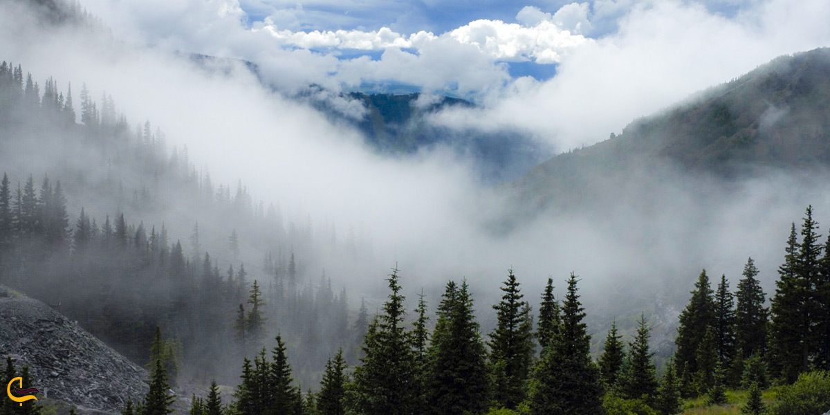 نمایی زیبا از جنگل اسرارآمیز ابر