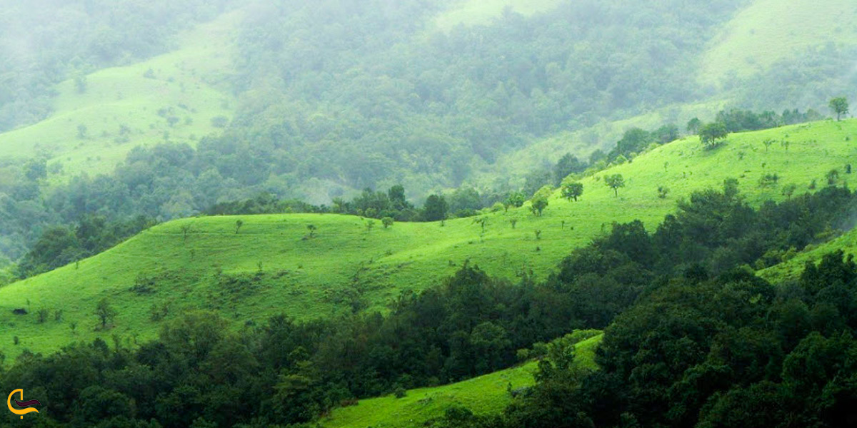 تصویر هوایی از جنگل ابر در شاهرود