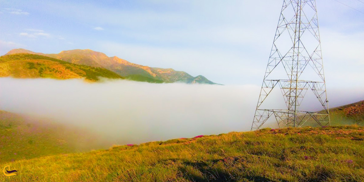 جنگل ابر در غروب