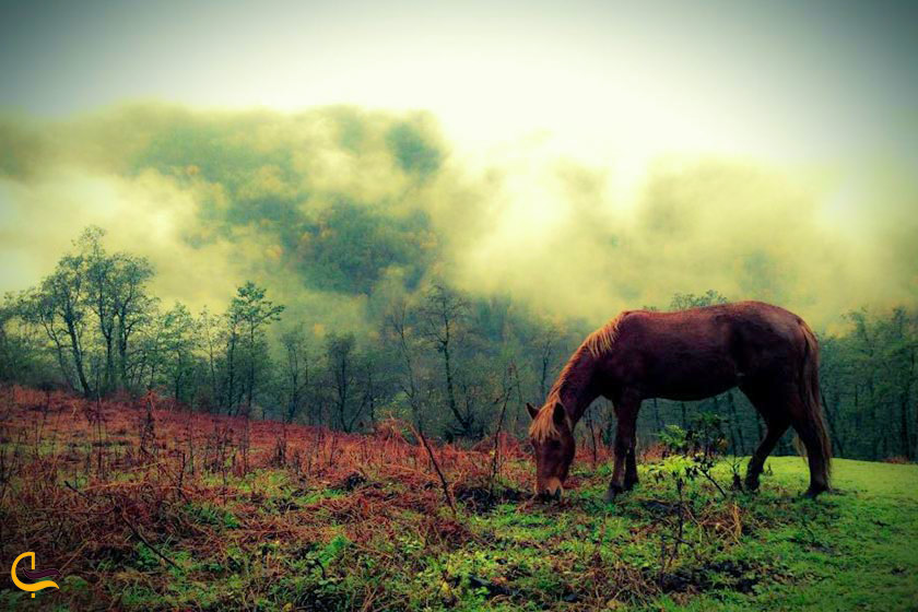 اسب در جنگل ابر