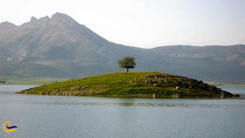 تک درخت در وسط دریاچه دشت ارژن