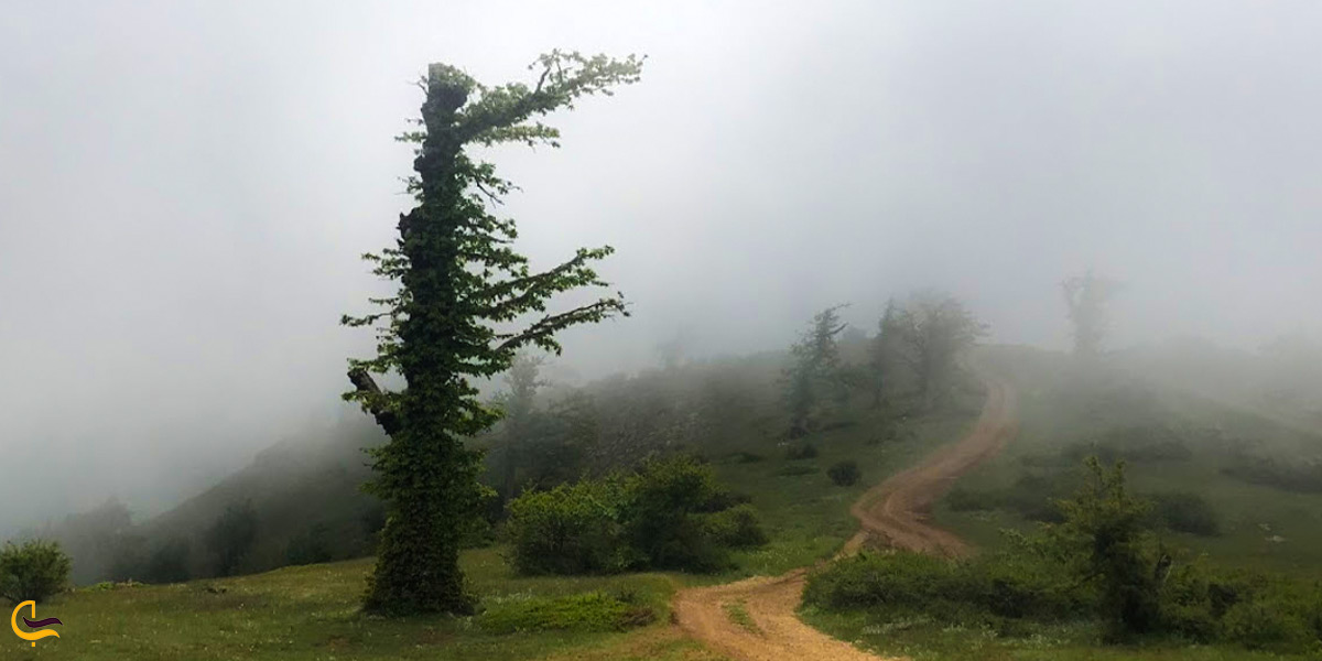 جنگل نوردی در جنگل ابر