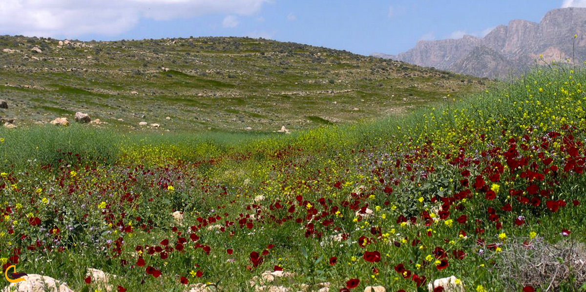 دشت زیبای ارژن در شیراز
