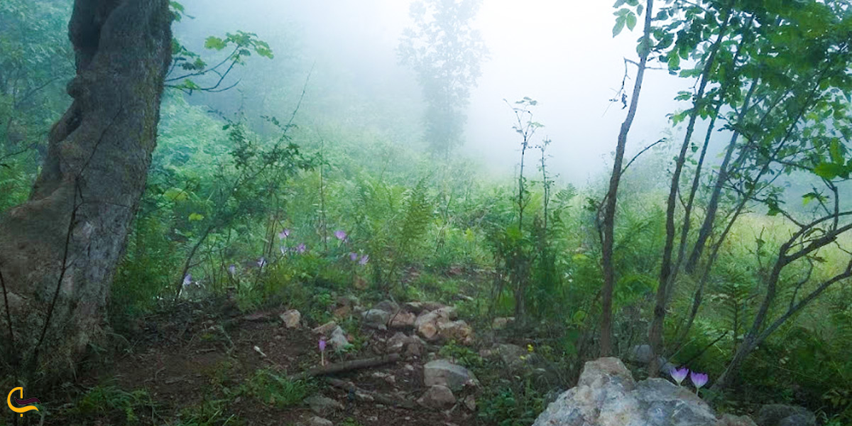 پوشش گیاهی در جنگل ابر