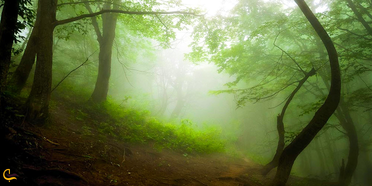 اعماق جنگل ابر