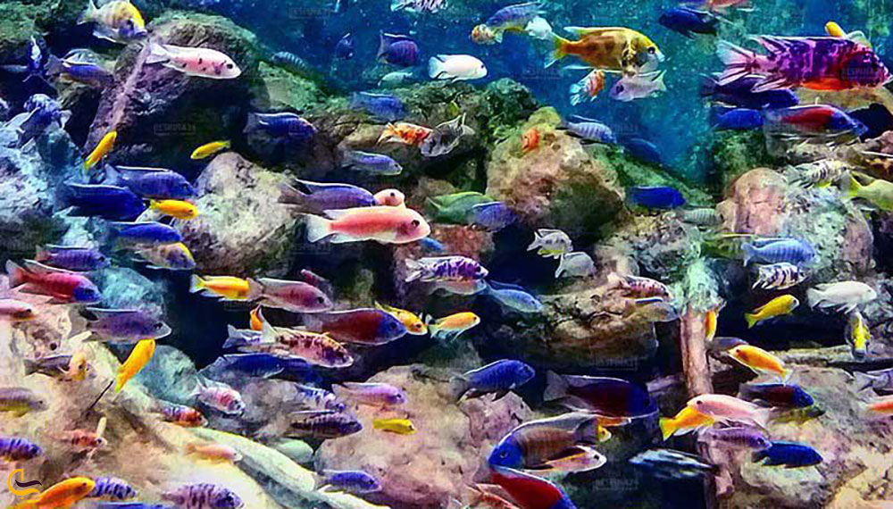 زندگی گروهی ماهی‌ها در آکواریوم اصفهان