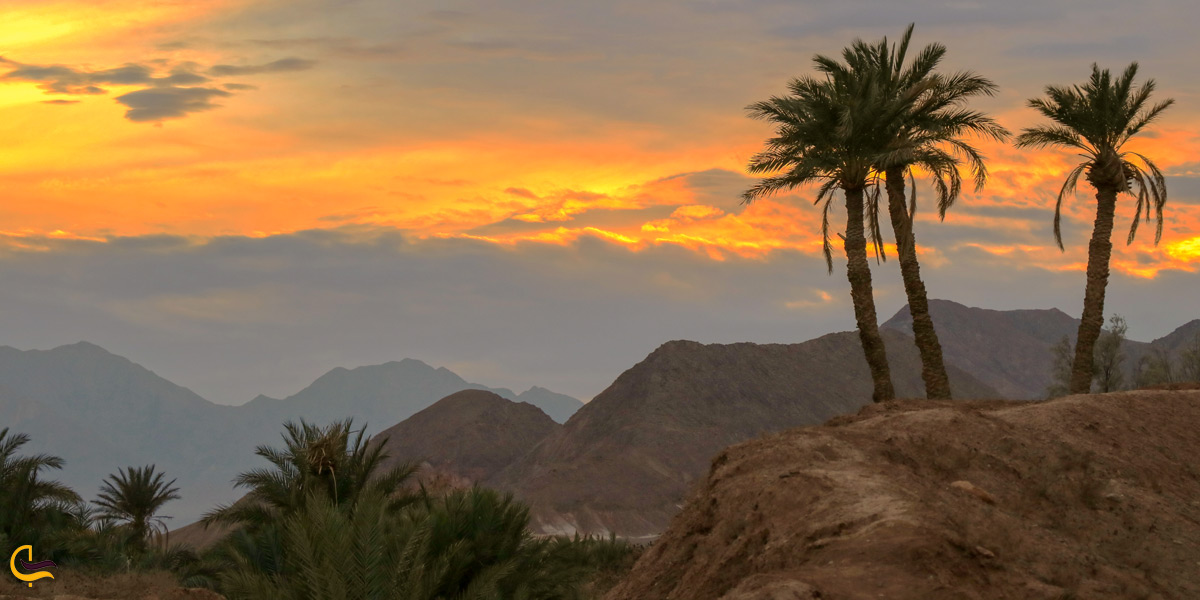 درخت نخل در کویر مصر