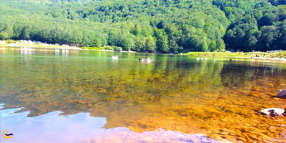 شناکردن اردک ها در دریاچه ویستان