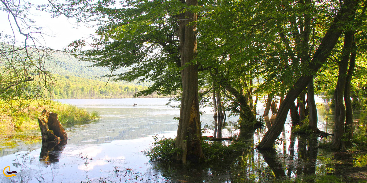 درختان بیرون آمده از دریاچه الندان
