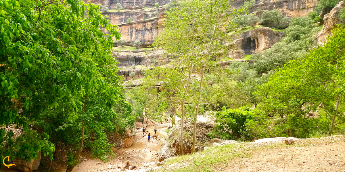 نمایی زیبا از پوشش گیاهی سرسبز اطراف تنگه شیرز