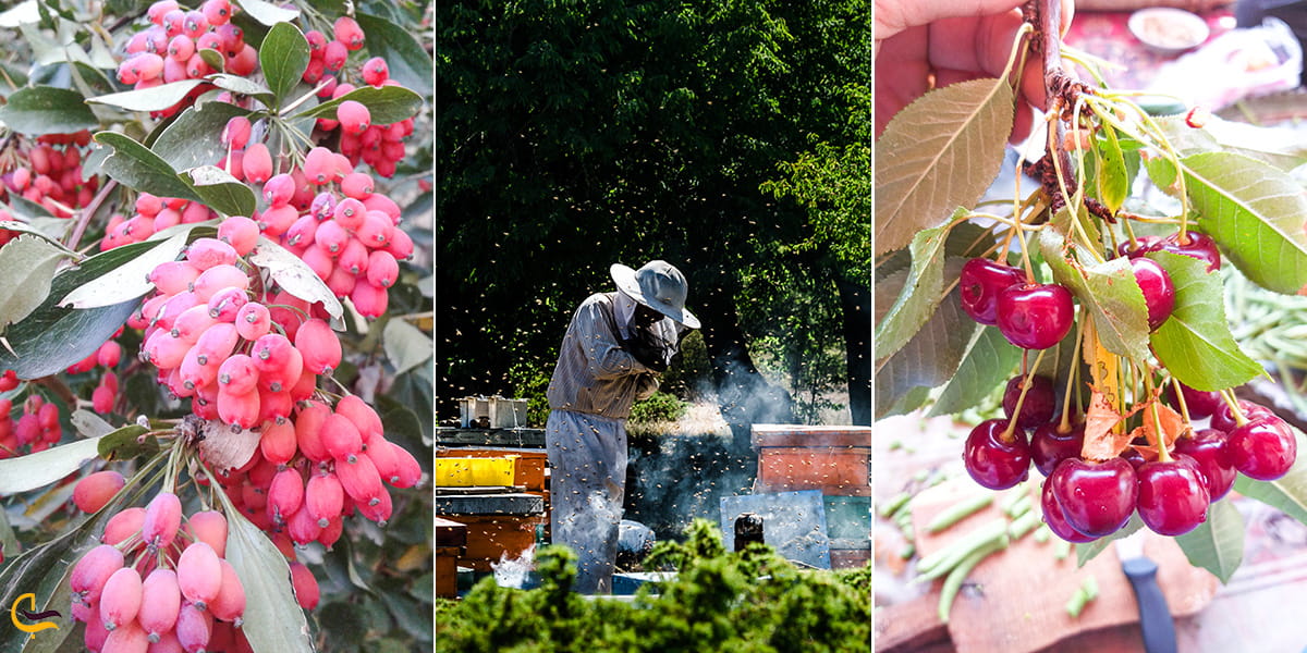 سوغات جهان نما