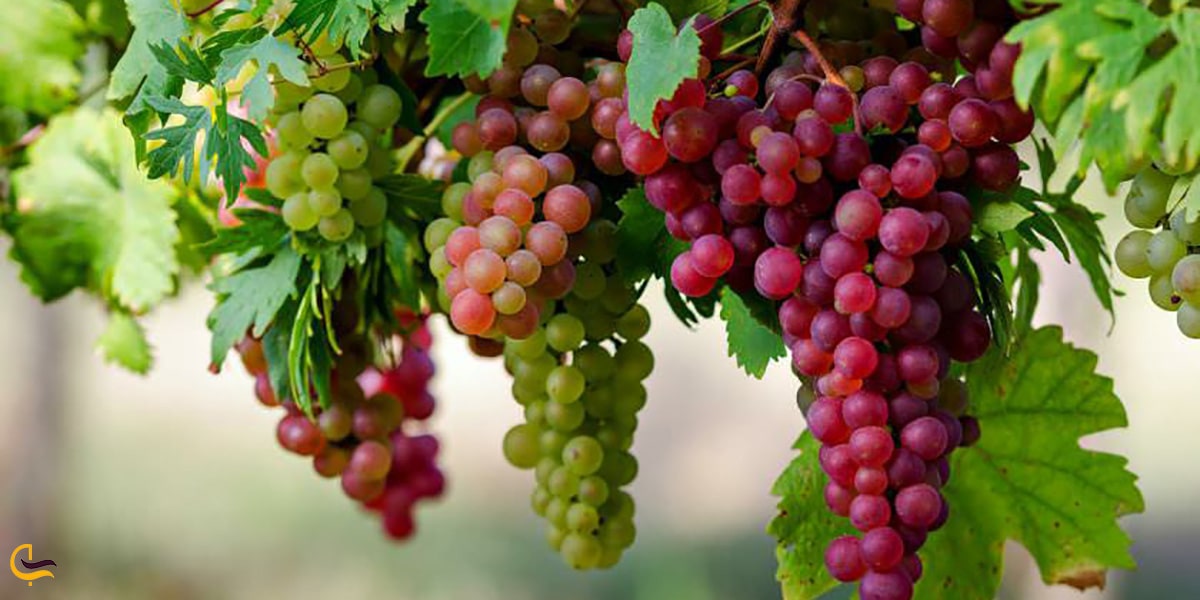 انگور، اصلیترین سوغات شاهرود