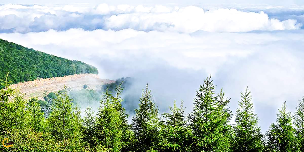 از معروف ترین جاهای دیدنی شاهرود | جنگل ابر شاهرود
