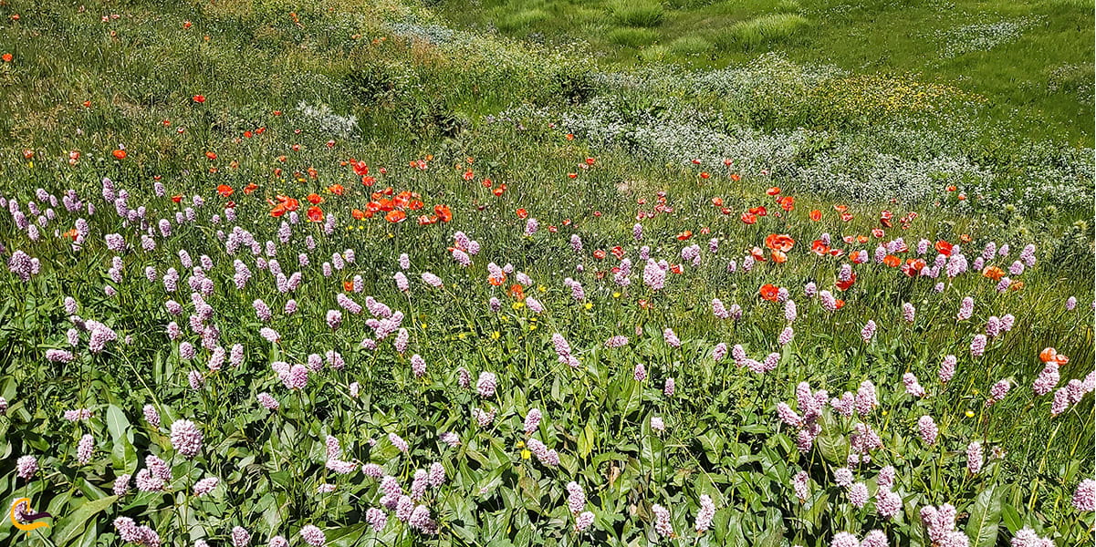 طبیعت اطراف دریاچه