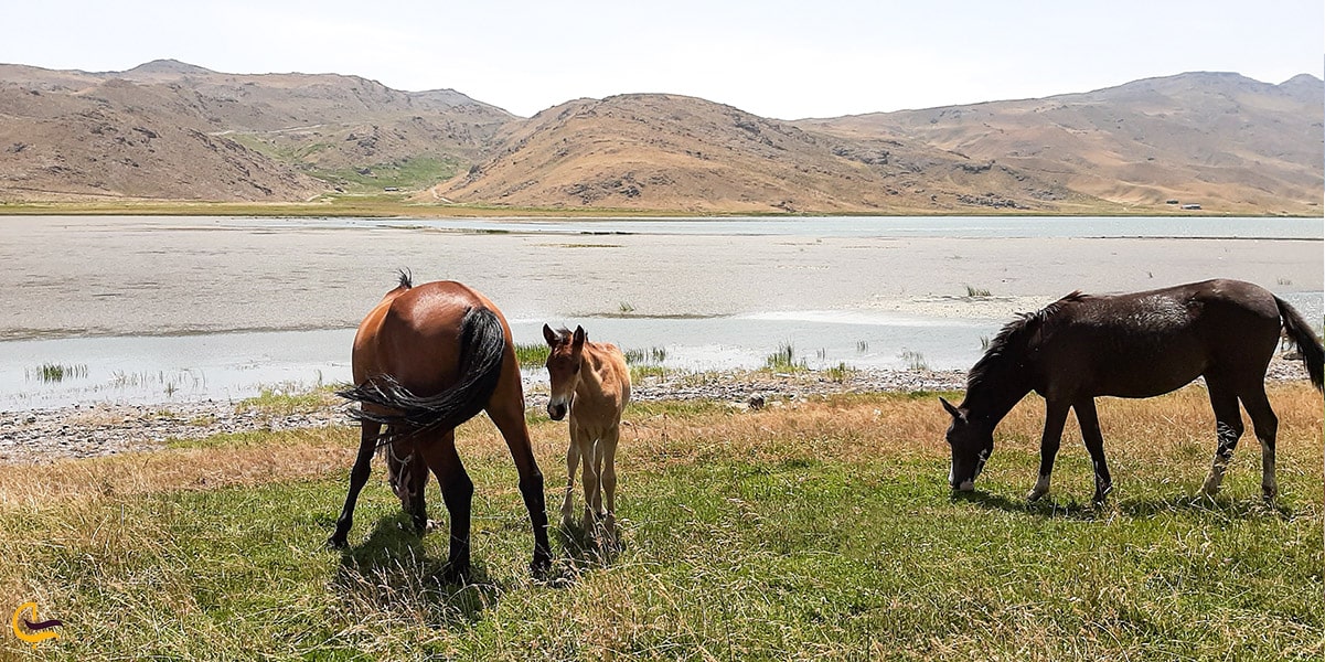 تجربه سوارکاری کنار دریاچه
