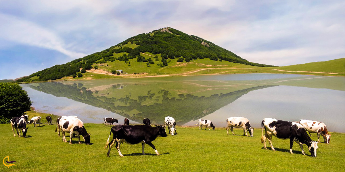 چارپایان اطراف دریاچه سوها