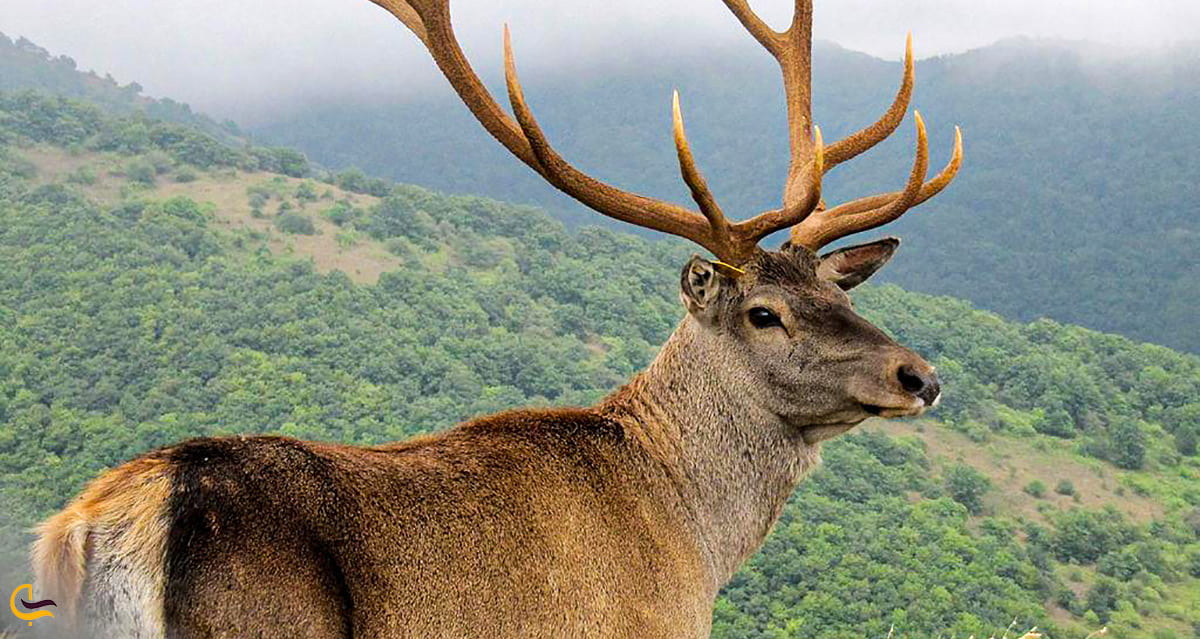 شکار لحظه ها تصویر مارال زیبا و پس زمینه نمای جنگل های بکر ارسباران