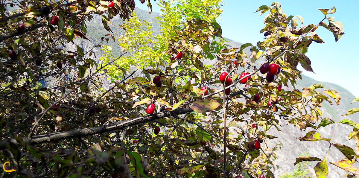 پوشش گیاهی منطقه آینالو و درخت زغال اخته وحشی در جنگل های آینالو