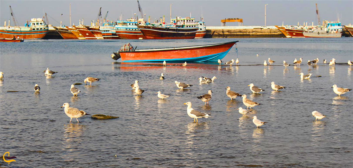 پرندگان مهاجر سواحل مکران و گونه های جانوری این سواحل زیبای حاشیه ی دریای عمان