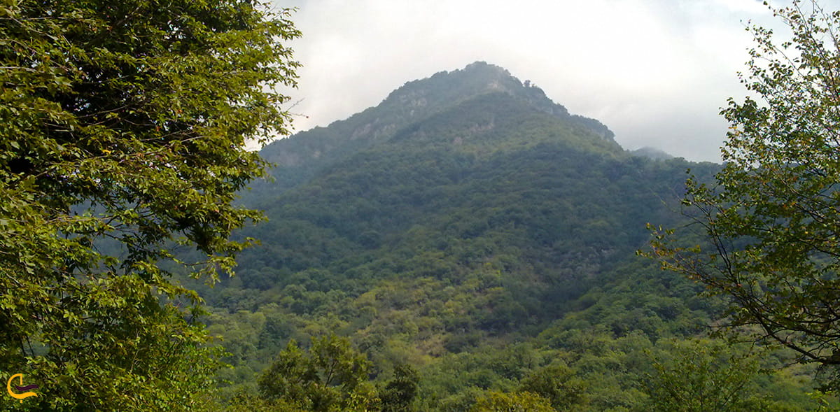 نمای زیبای پوشش گیاهی جنگل النگدره گرگان