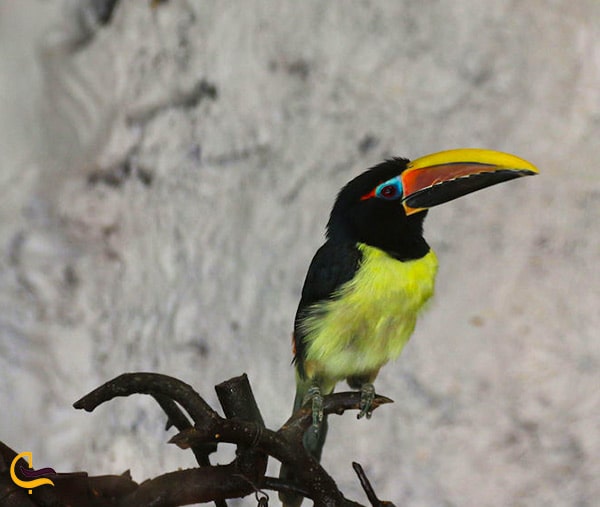 پرندگان زیبا و خاص باغ پرندگان در پارک ناژوان