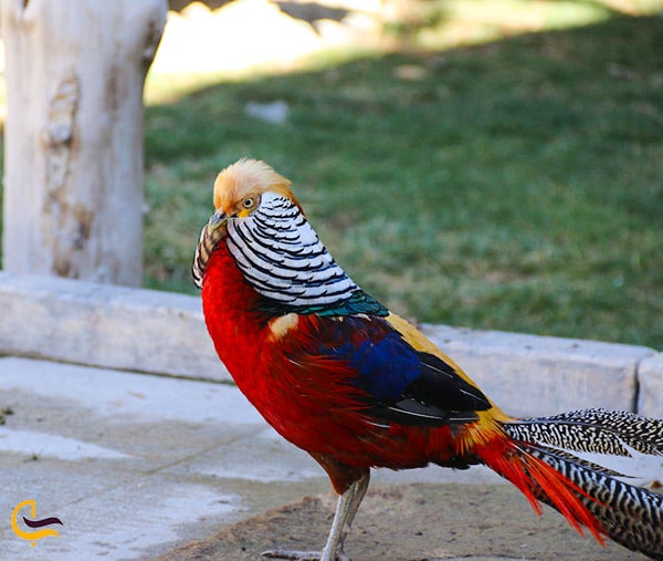 پرندگان کمیاب و زیبا در باغ پرندگان اصفهان واقع در مجموعه پارک جنگلی ناژوان