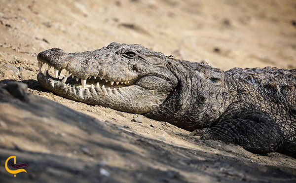 گونه ی خاصی از تمساح های پوزه کوتاه به نام گاندو در سواحل مکران از گونه های خاص جانوری بومی منطقه چابهار