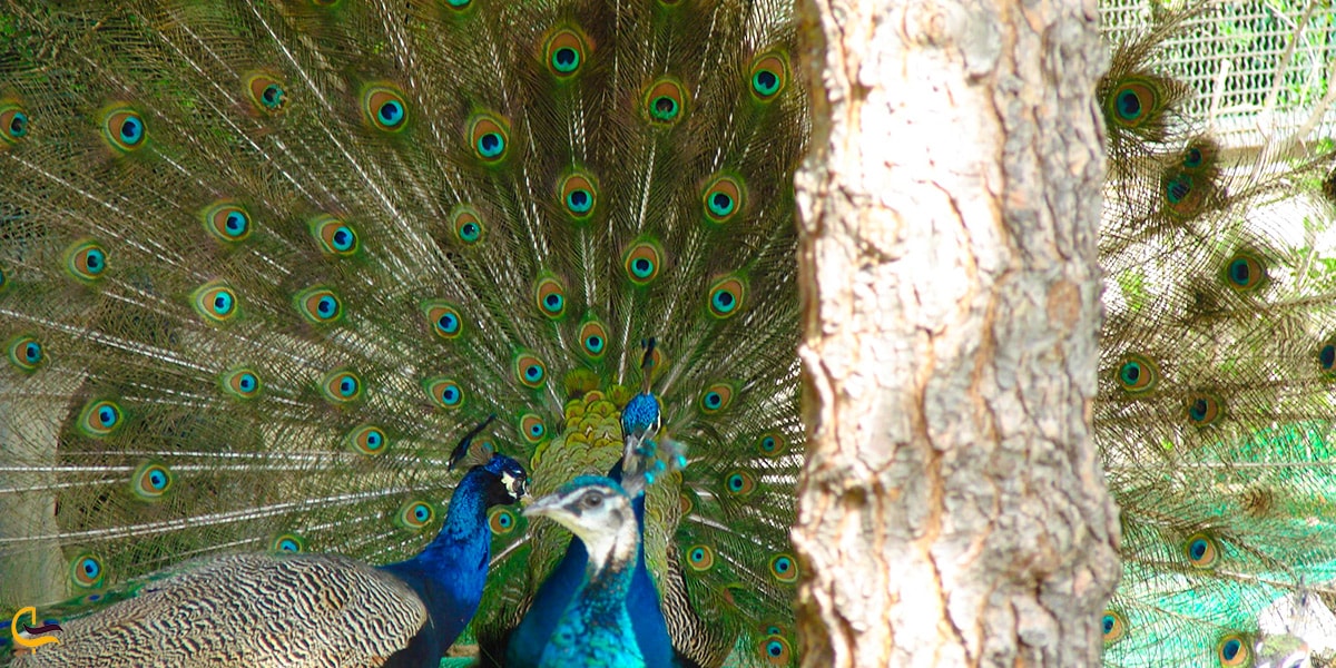 طاووس های زیبا و آزاد در باغ پرندگان اصفهان