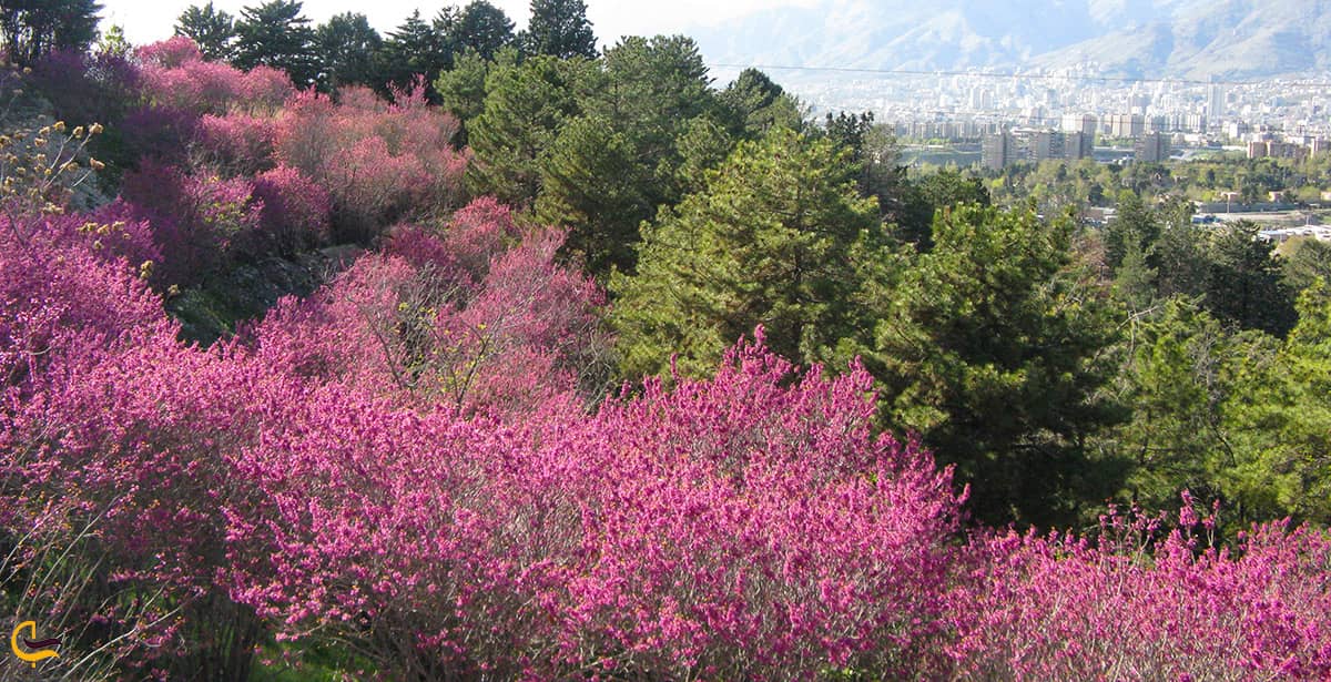 تصویر زیبای شکوفه های صورتی درختان