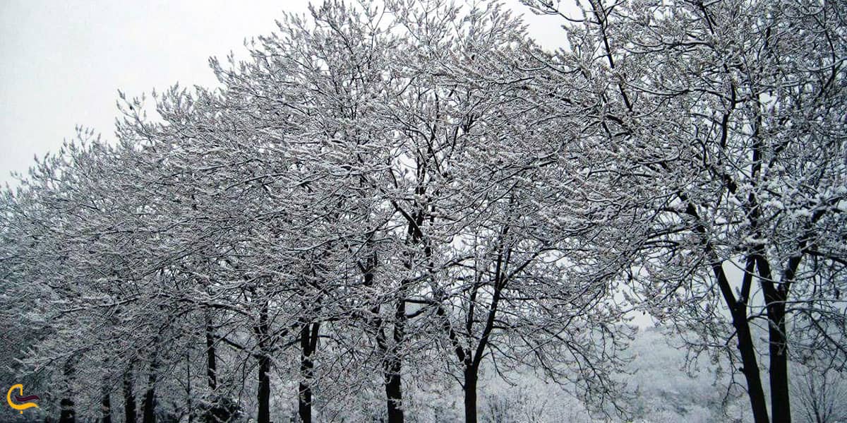 زمستان های جذاب و دوست داشتنی جنگل ناهار خوران