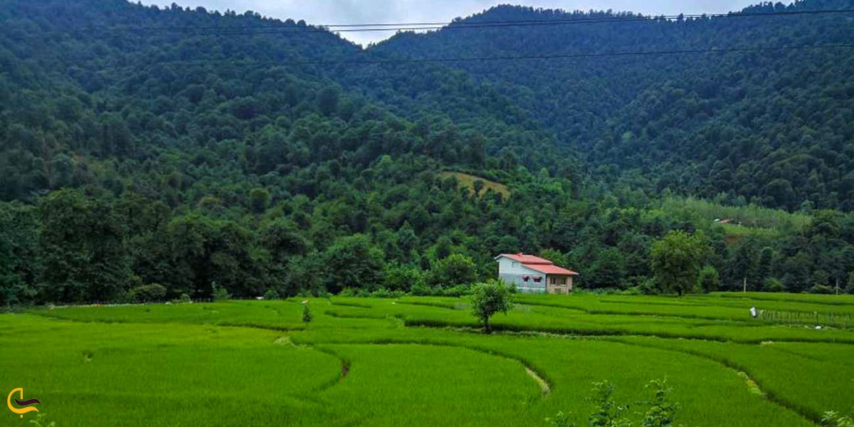 اقامت رویایی در کلبه های جنگلی ماسال گیلان