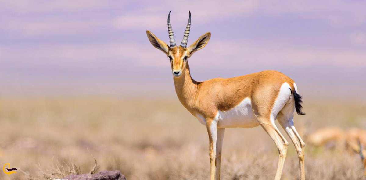 تصویر جبیر نوعی آهو زیبا در جزیره لاوان