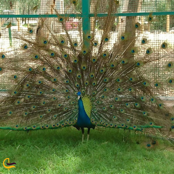 تصویر طاووس زیبا در باغ پرندگان