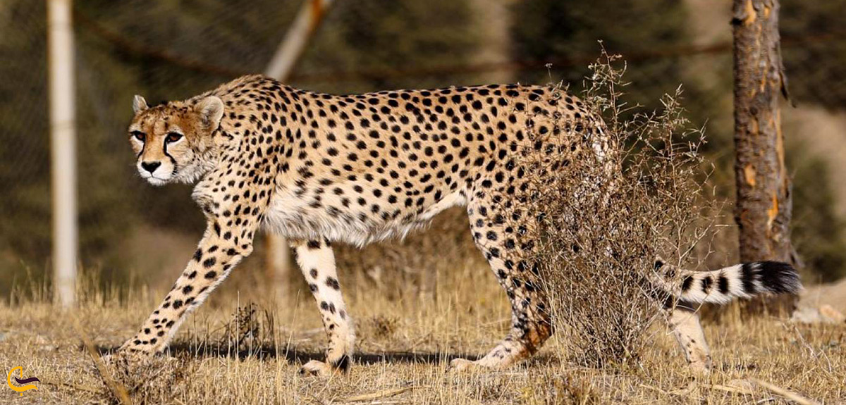 نمونه های گونه های جانوری در منطقه حفاظت شده گلاته در خور