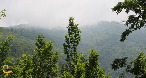 جنگل پلکانی زیبای کلاله مقصد بی شماری از مسافران استان گلستان