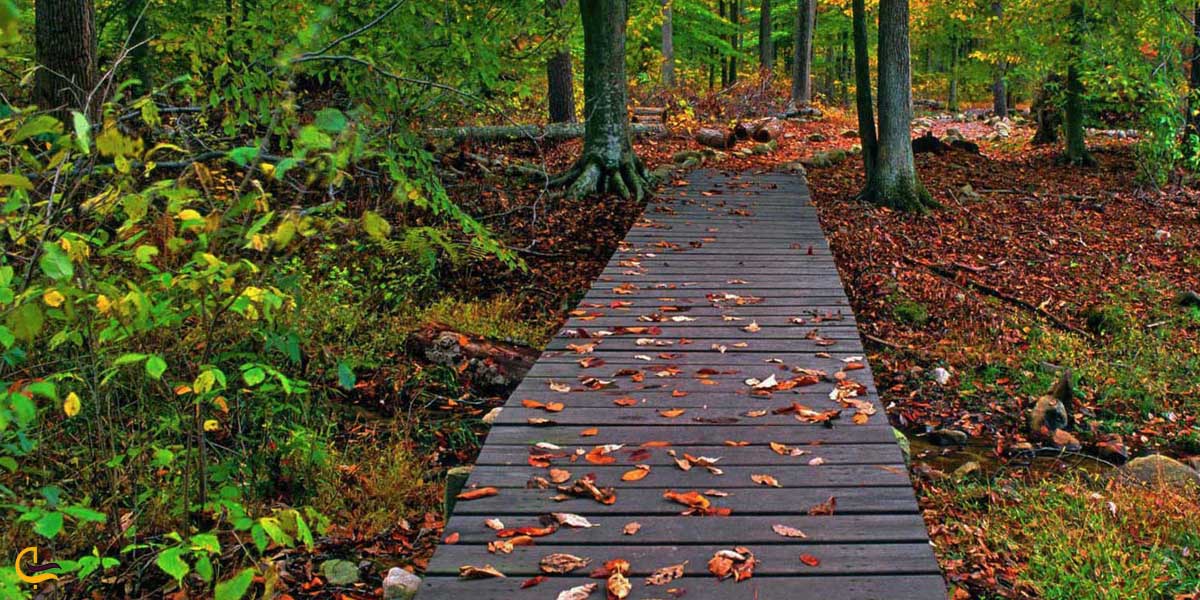 جنگل گیسوم تونلی به دریا 