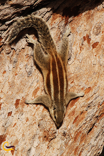 گونه ای زیبا از سنجاب بلوچی در زاهدان