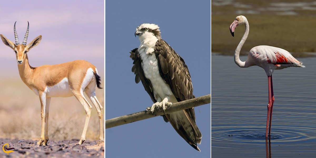 تصویری از سه گونه جانوری فلامینگو عقاب و آهو در جزیره هرمز